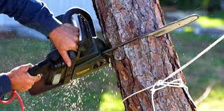 Trusted Baldwinsville, NY Tree Care Experts