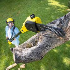 Best Tree and Shrub Care  in Baldwinsville, NY