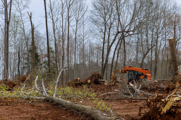 How Our Tree Care Process Works  in  Baldwinsville, NY