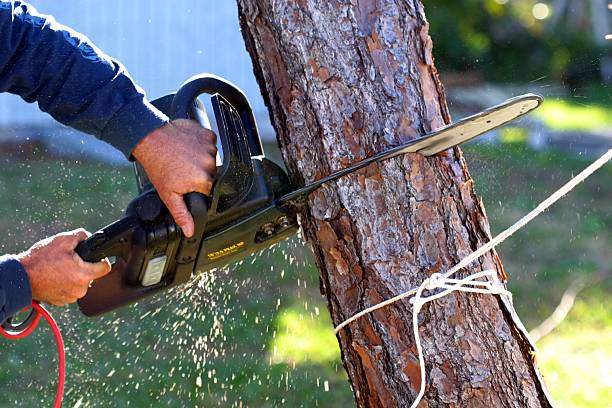 Best Tree Risk Assessment  in Baldwinsville, NY