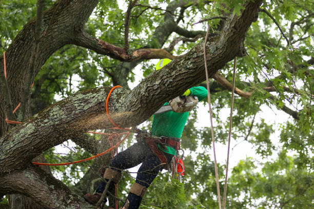 Best Hedge Trimming  in Baldwinsville, NY