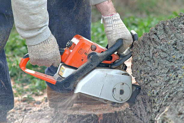 Best Tree Preservation Services  in Baldwinsville, NY