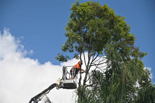 Best Fruit Tree Pruning  in Baldwinsville, NY
