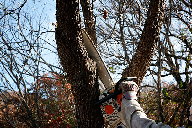  Baldwinsville, NY Tree Care Pros
