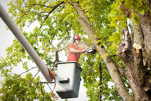 Best Arborist Consultation Services  in Baldwinsville, NY
