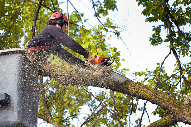 Best Emergency Tree Removal  in Baldwinsville, NY