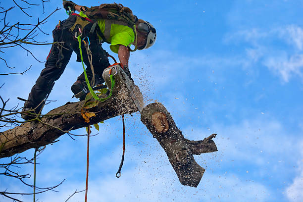 Best Palm Tree Trimming  in Baldwinsville, NY