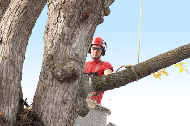 Best Tree Cabling and Bracing  in Baldwinsville, NY
